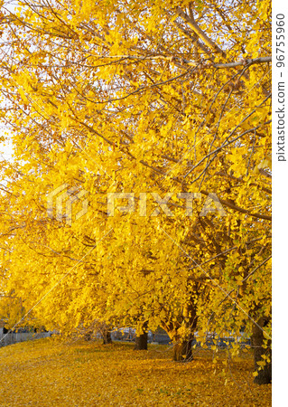 The yellow leaves of the ginkgo biloba bathed in the morning sun, the tranquil scenery, the changing autumn, Sobue-cho 96755960