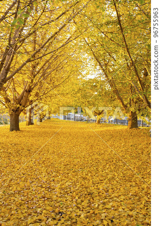 The yellow leaves of the ginkgo biloba bathed in the morning sun, the tranquil scenery, the changing autumn, Sobue-cho The yellow leaves of the ginkgo biloba bathed in the morning sun, the tranquil scenery, the changing autumn, Sobue-cho 96755963