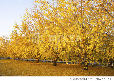 The yellow leaves of the ginkgo biloba bathed in the morning sun, the tranquil scenery, the changing autumn, Sobue-cho The yellow leaves of the ginkgo biloba bathed in the morning sun, the tranquil scenery, the changing autumn, Sobue-cho 96755964
