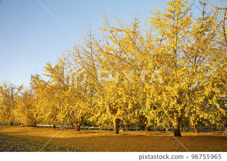 The yellow leaves of the ginkgo biloba bathed in the morning sun, the tranquil scenery, the changing autumn, Sobue-cho The yellow leaves of the ginkgo biloba bathed in the morning sun, the tranquil scenery, the changing autumn, Sobue-cho 96755965
