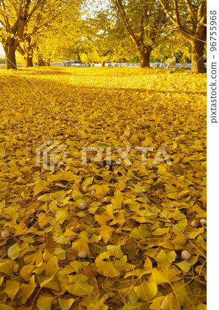 The yellow leaves of the ginkgo biloba bathed in the morning sun, the tranquil scenery, the changing autumn, Sobue-cho The yellow leaves of the ginkgo biloba bathed in the morning sun, the tranquil scenery, the changing autumn, Sobue-cho 96755968