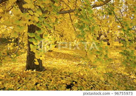 沐浴朝陽的銀杏黃葉，靜謐的景色，變幻的秋天，早江町 96755973