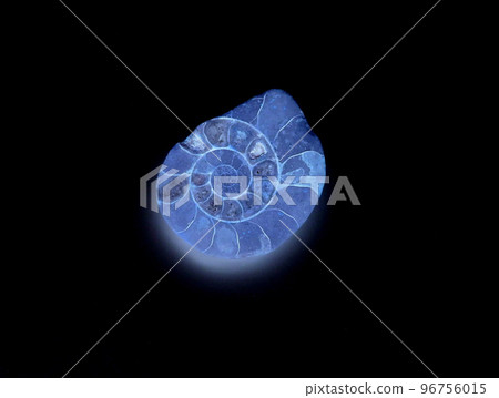 中生代菊石化石代表 中生代菊石化石代表 96756015