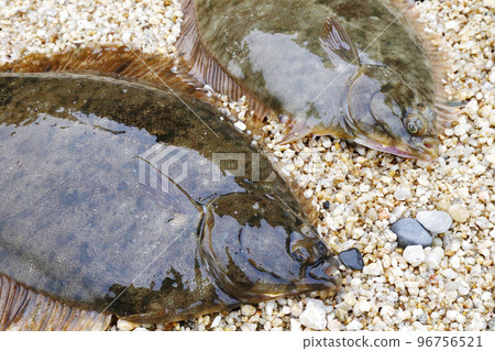 Two flatfish 96756521