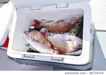 Red sea bream in the cooler box 96756534