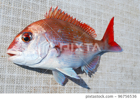 freshly caught sea bream 96756536