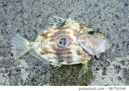 Wearing cloth facing right 96756546