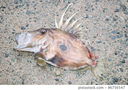 John Dory open mouth 96756547