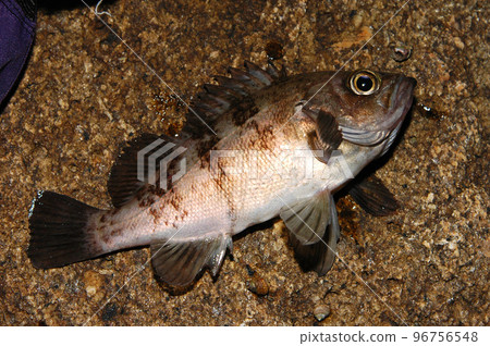 rockfish facing right 96756548