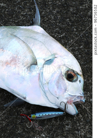 竹莢魚的臉 96756582