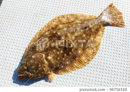 Freshly caught flounder Freshly caught flounder 96756589