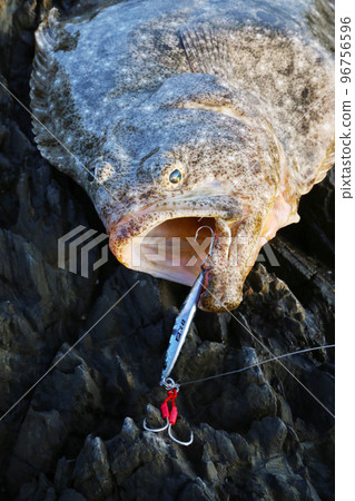 比目魚嘴張開 96756596