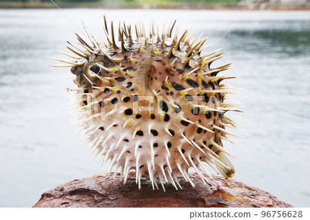 豪豬側身 豪豬側身 96756628