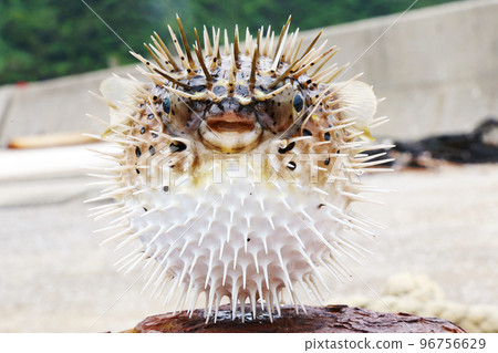 豪豬魚前 豪豬魚前 96756629