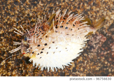 豪豬魚 豪豬魚 96756630