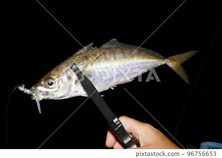 剛捕獲的竹莢魚 96756653