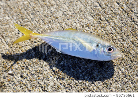 horse mackerel facing right horse mackerel facing right 96756661