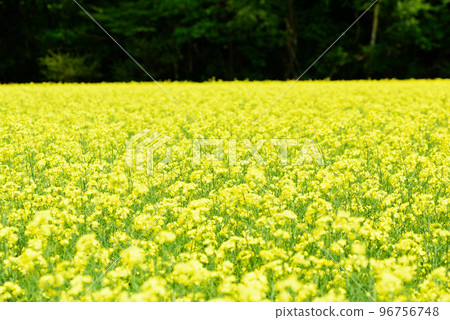 北海道的油菜花田風光 96756748