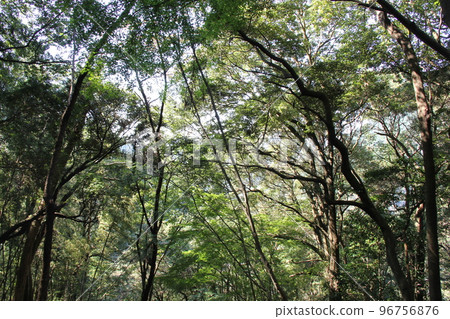 森林景觀/樹枝和樹葉覆蓋頭頂 森林景觀/樹枝和樹葉覆蓋頭頂 96756876