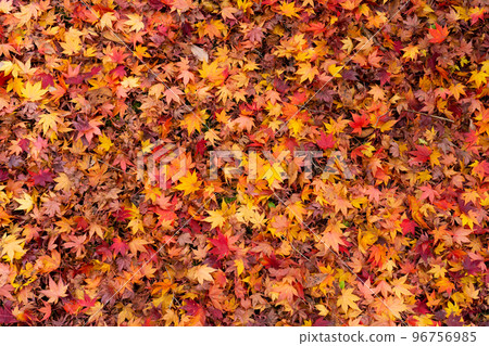 彩色的落葉覆蓋了秋天的地面 彩色的落葉覆蓋了秋天的地面 96756985