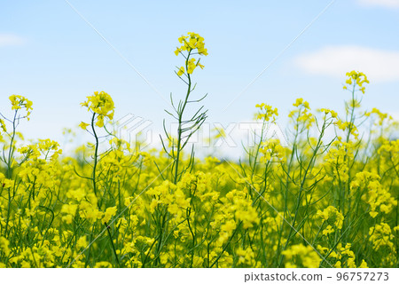 Rape blossoms in Hokkaido 96757273
