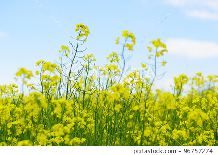 Rape blossoms in Hokkaido 96757274