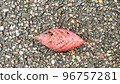 Autumn leaves fallen leaves 96757281