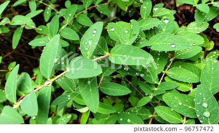 Leaves of rain Leaves of rain 96757472