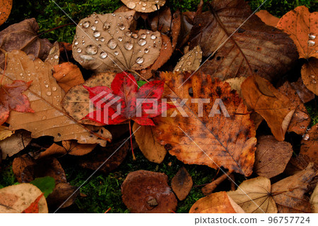 [Biei Town, Hokkaido] Fallen leaves on the surface of the water 96757724