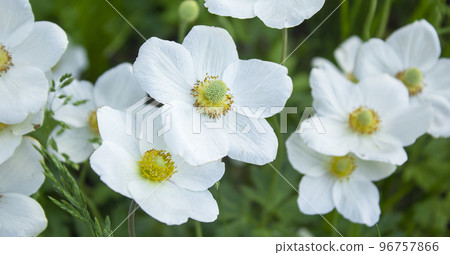 Anemone hupehensis japonica double flower, Chinese anemone, Japanese anemone, thimbleweed 96757866