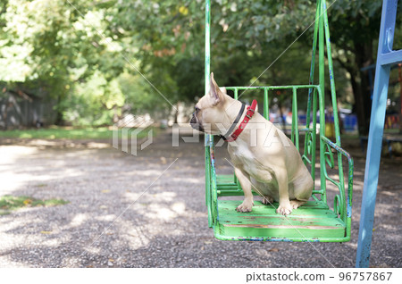 Spectacular bulldog breed rests havSpectacular dog breed French bulldog rests having fun in sunny weather riding on an iron swing on a children's playground. The dog calmly examines the playground aro Spectacular bulldog breed rests havSpectacular dog breed French bulldog rests having fun in sunny weather riding on an iron swing on a children's playground. The dog calmly examines the playground aro 96757867