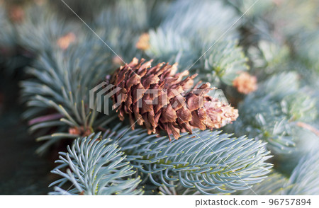 Pine cone lies on fluffy needles in the park, on a summer day 96757894