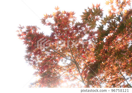 [Biei Town, Hokkaido] Autumn leaves and sunlight 96758121