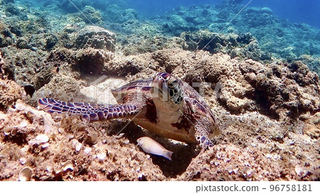 A green sea turtle swimming in the coral sea of Okinawa A green sea turtle swimming in the coral sea of Okinawa 96758181