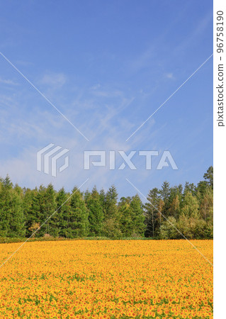 [Biei Town, Hokkaido] Blue sky and sunflower field 96758190
