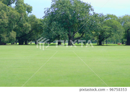 Large open space in front of you (lawn and trees) 96758353