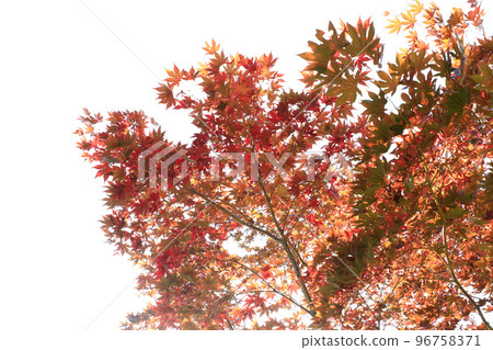 [Biei Town, Hokkaido] Autumn leaves and sunlight 96758371