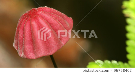 Wild Mushroom, Amazonia, Ecuador 96758402