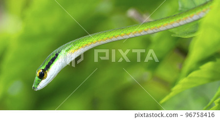 Parrot snake, Corcovado National Park, Costa Rica 96758416