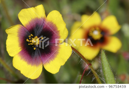 Wildflower, Sierra de Guadarrama National Park, Spain 96758439