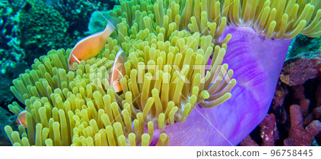 Pink Skunk Clownfish, South Ari Atoll, Maldives Pink Skunk Clownfish, South Ari Atoll, Maldives 96758445