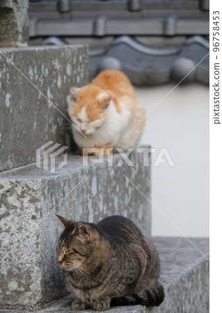 Matsuyama Ishite Temple cat Matsuyama Ishite Temple cat 96758453