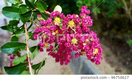 Crape myrtle blooming in the park Crape myrtle blooming in the park 96758627