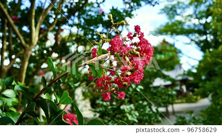 Crape myrtle blooming in the park 96758629