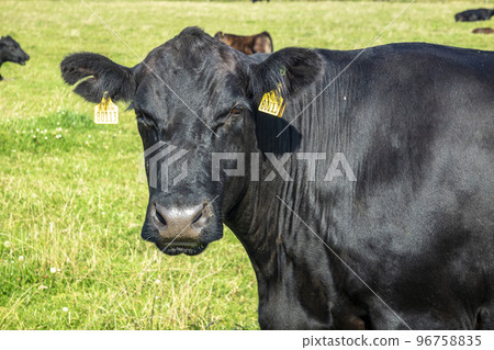 Black cow in County Mayo - Republic of Ireland Black cow in County Mayo - Republic of Ireland 96758835