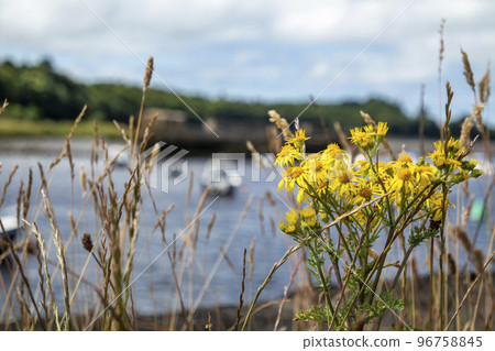 Common Ragwort growing in Ballina harbour in County Mayo - Republic of Ireland Common Ragwort growing in Ballina harbour in County Mayo - Republic of Ireland 96758845