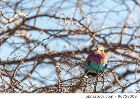 Lilac Breasted Roller sitting on a tree branch 96759009