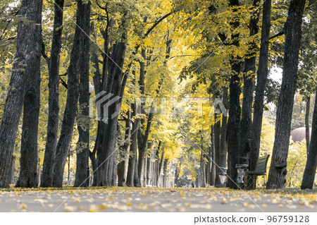 Yellow trees alley in autumn city park 96759128