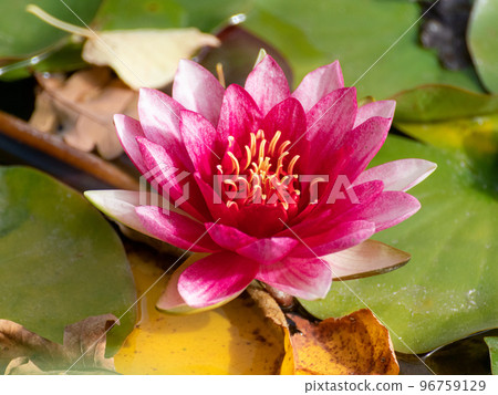 Pink water lily or lotus flower blooming close-up 96759129