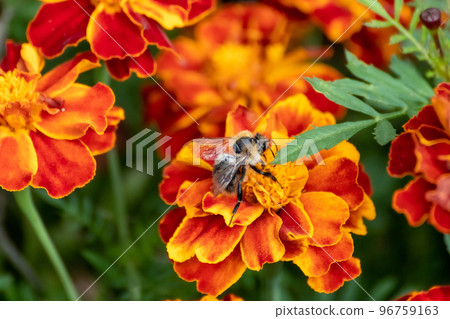 Bee pollinating Marigold, Tagetes flowers blooming Bee pollinating Marigold, Tagetes flowers blooming 96759163